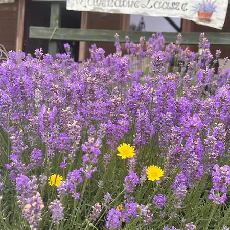 Appartamento Lawendowe Zacisze *