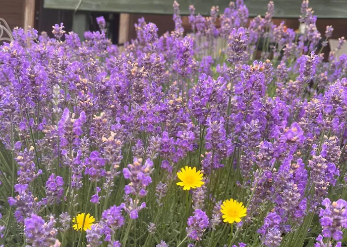 Апартаменты Lawendowe Zacisze *